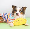 ZippyPaws NomNomz Taco Toy