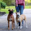 Coastal Pet Double Dog Walker Tangle Free Adjustable Leash