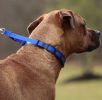 Coastal Pet Natural Control Training Collar Links