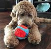 Chuckit Indoor Ball