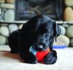 Chuckit Indoor Ball
