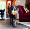 Chuckit Indoor Ball
