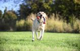 Chuckit Chuckit Ultra Duo Tug