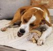 Nylabone Gourmet Style Wishbone Dog Chew Toy Chicken Flavor Large