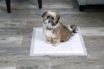 Hartz Home Protection Lavender Scent Odor Eliminating Dog Pads Regular