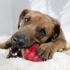 KONG Marathon Peanut Butter Flavored Dog Chew Medium