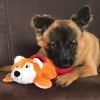 KONG Cozie Pocketz Bear Dog Toy